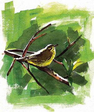 Sujith VT - Watercolor The bird